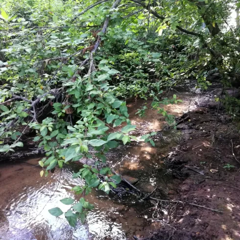 Naturbelassen fließt der Bach bei Heuchelheim