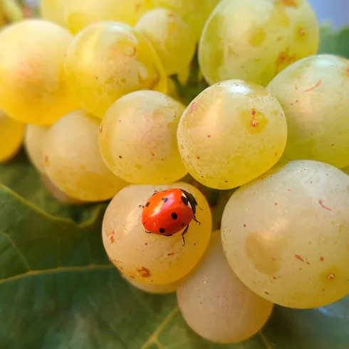 Marienkäfer erkundet Traubenbeeren Marienkäfer erkundet Traubenbeeren