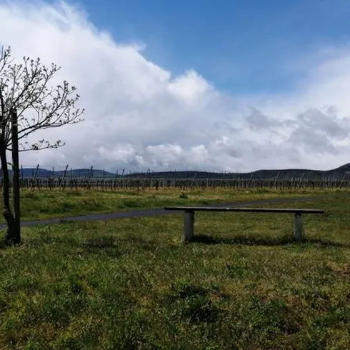 Bank 4 Burgunderwanderweg (© Urlaubsregion Freinsheim)