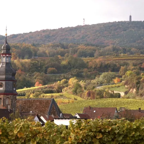 Kallstadt - Panorama mit St. Salvator Kirche (© Urlaubsregion Freinsheim)