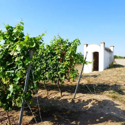 Trullo_Silberberg_Monsheim (© Michael Röhrenbeck)