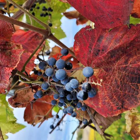 Herbststimmung (© VG Monsheim Beate Hess) Herbststimmung (© VG Monsheim Beate Hess)