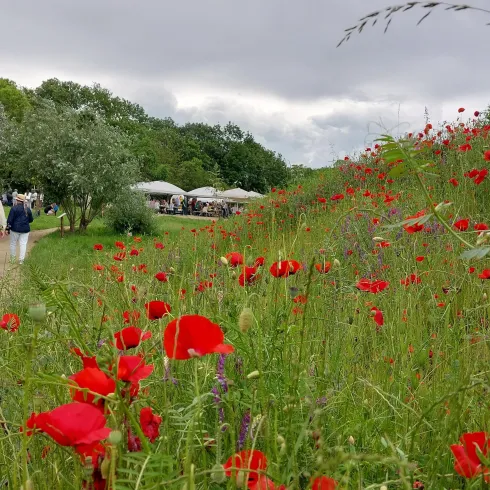 Weinrast im Pfrimmgarten Impression (© Michael Röhrenbeck)