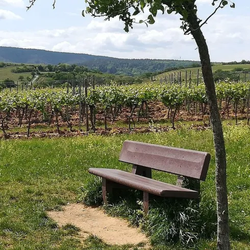 Ruhebank (© Urlaubsregion Freinsheim)