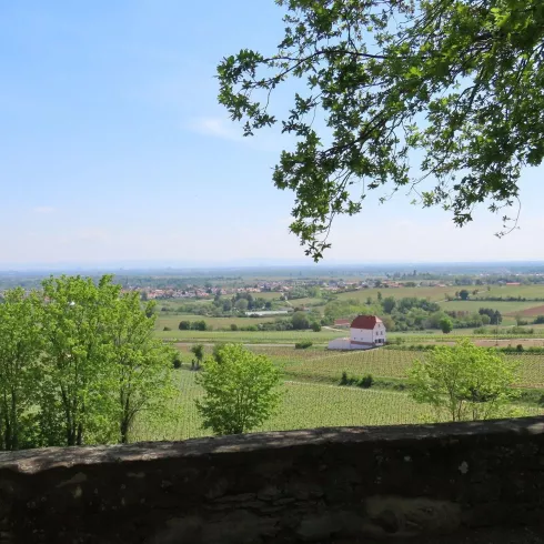 Vom Balkon der Pfalz (© EM Urlaubsregion Freinsheim)