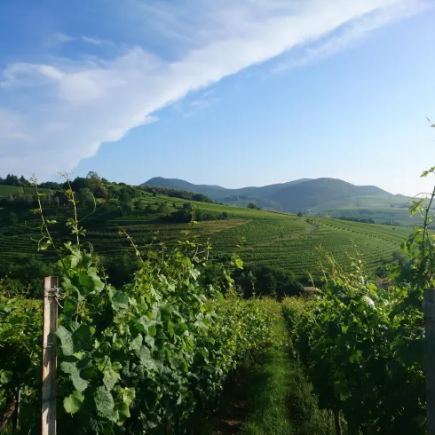 Blick auf den Kastanienbusch im Sommer