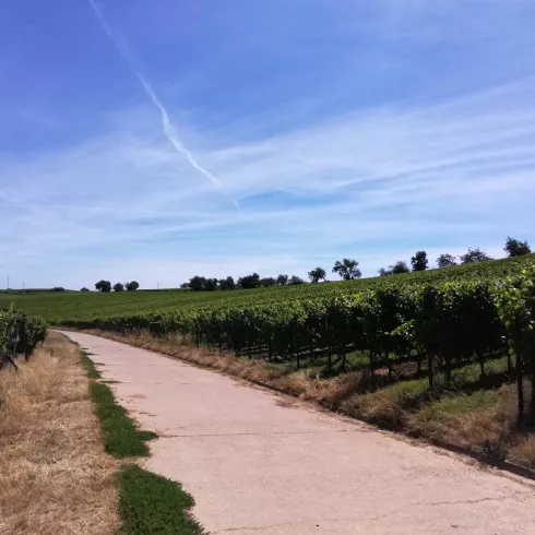 Weinlage Mandelberg Weinlage Mandelberg