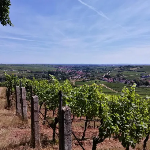 Blick ins Queichtal