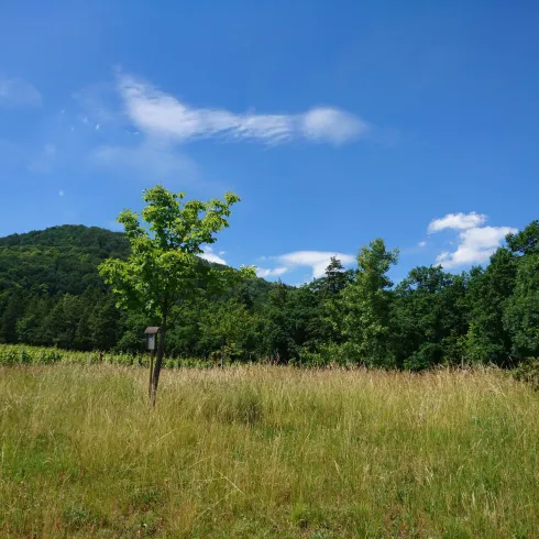 Auf der Anlage "Baum des Jahres"...