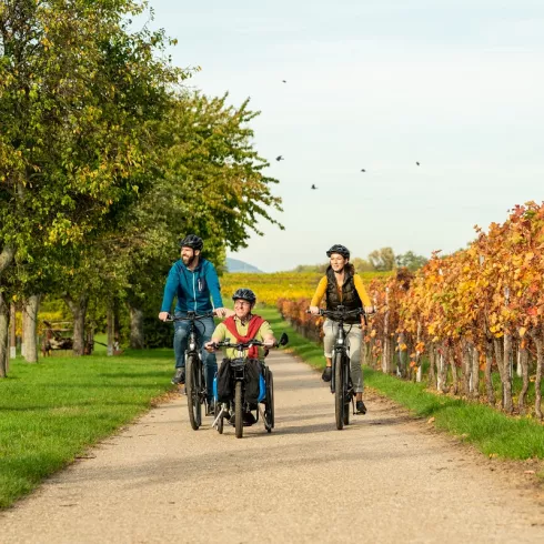 Handbiker und Radfahrer auf einem Radweg durch die herbstlichen Weinberge