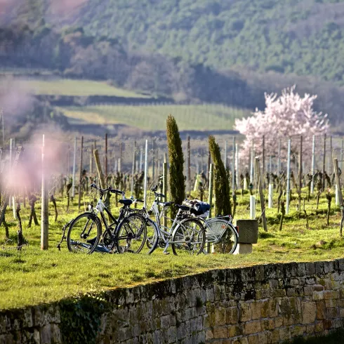 Abgestellte Räder im Weinberg im Frühling