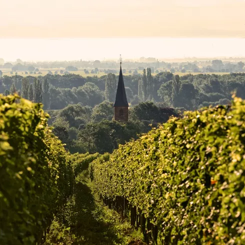 Weinberge bei Forst mit Kirchturm im Hintergrund