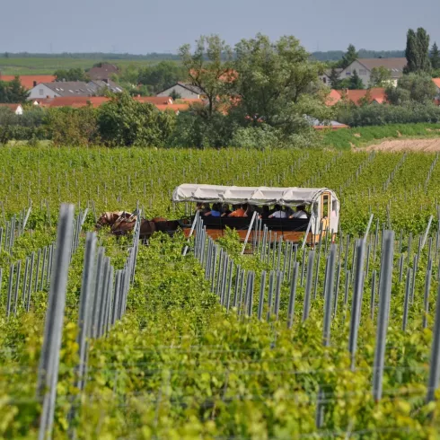 Planwagenfahrt durch die Weinberge