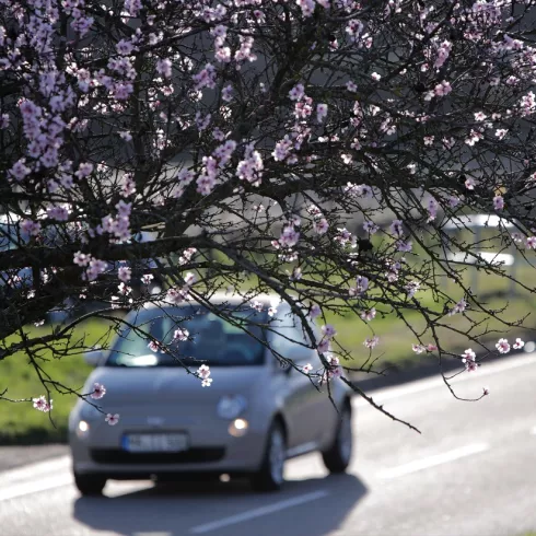 Auto fährt auf Straße mit Mandelbaum