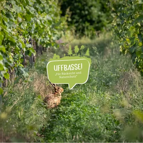 Hase im Weinberg mit Logo "Uffbasse"