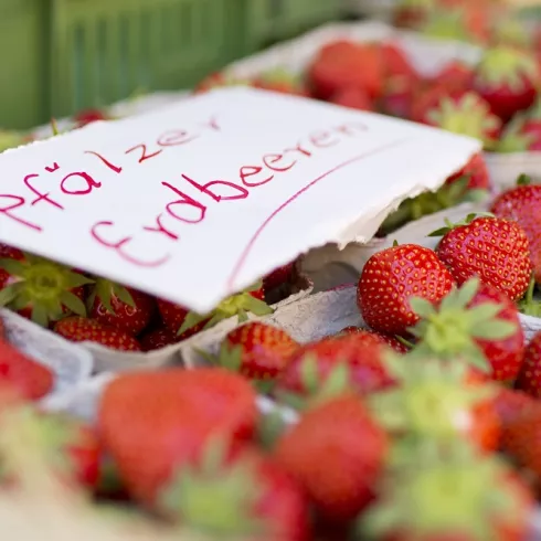 Kisten mit Pfälzer Erdbeeren