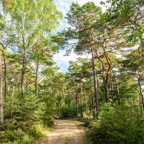 Waldweg im Pfälzerwald