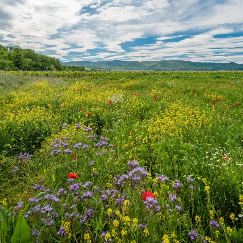 Wildblumenwiese bei Diedesfeld mit Haardtrand im Hintergrund