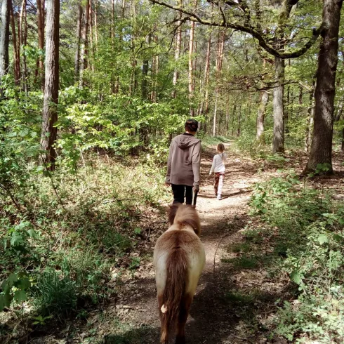 Ein Mann wandert mit einem Pony im Pfälzerwald