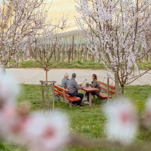Drei Menschen beim Picknick zwischen Mandelbäumen